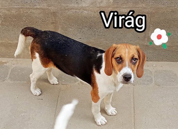 Virág