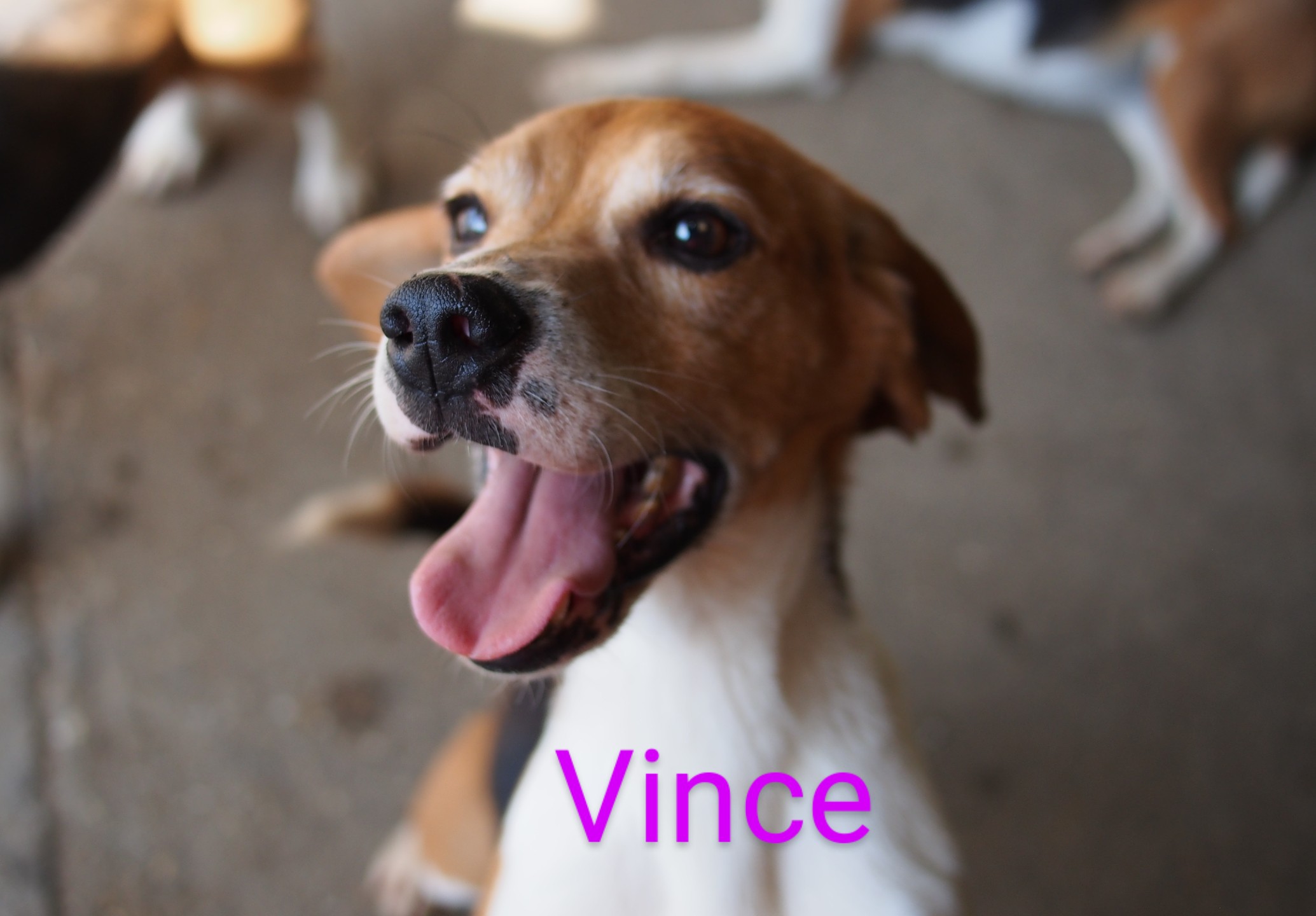 vince1