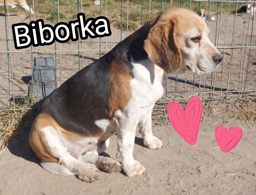 biborka